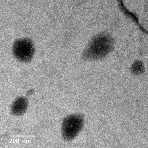 Figure 3 The TEM image of the optimized CT-CS-LPs formulation.