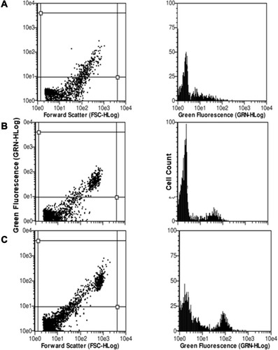 Figure 10 Flow cytometric analysis of A375 melanoma cells when incubated with coumarin-loaded nanoparticles treated with 1.0 mg/mL concentration of nanoparticles suspension at 3 different time points; (A) 2 h (B) 6 h, and (C) 24 h.