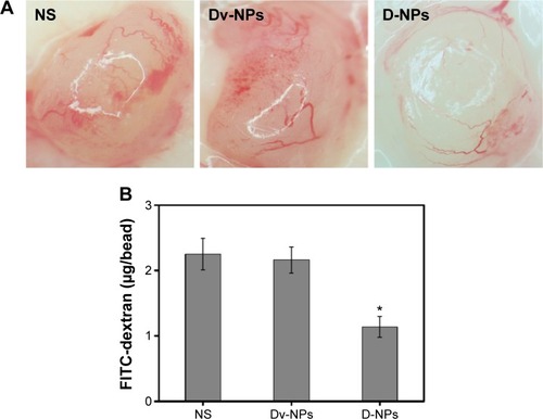 Figure 7 Alginate-encapsulated tumor cells assay for the angiogenesis inhibition of C26 tumor after treatment with D-NPs.Notes: (A) Representative images of alginate bead in saline (NS), Dv-NPs, and D-NPs groups, respectively. (B) FITC-dextran uptake in each group. The fluorescence of FITC was measured by excitation at 492 nm and emission at 515 nm. *Represents the statistical significant difference versus NS and Dv-NPs (P<0.01).Abbreviations: CPPC, COOH-PEG-PLGA-COOH; D-NPs, PEDF gene loaded CPPC nanoparticles; PEDF, pigment epithelium-derived factor; FITC, fluorescein isothiocyanate; NS, normal saline; Dv-NPs, null plasmid loaded PEG-PLGA nanoparticles.