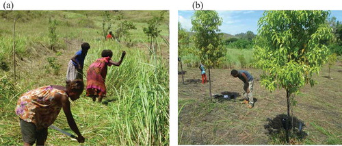 Figure 4. (a) Site preparation included manual slashing followed by herbicide (glyphosate) application. (b) Sandalwood trees two years after planting at the Iokea site