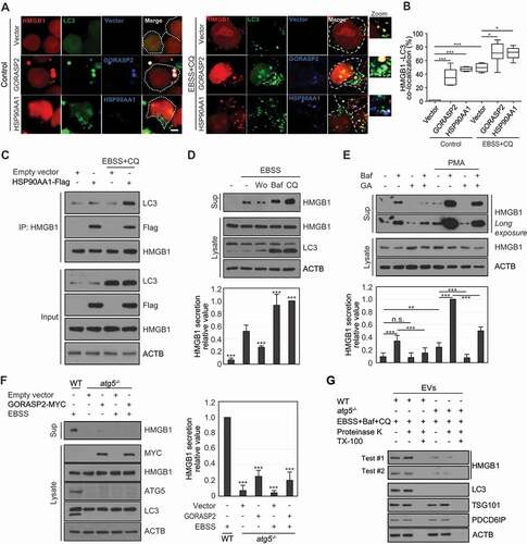 Figure 5. Autophagy machinery regulates HSP90AA1 and GORASP2-mediated HMGB1 secretion. (A) HEK293T cells were transfected with HMGB1-mCherry, GFP-LC3, GORASP2-MYC, and HSP90AA1-Flag for 48 h, and treated with 20 μM CQ under EBSS treatment for 4 h. The cells were permeabilized with 20 μg/mL digitonin buffer in PBS on ice for 5 min. The cells were immunostained with anti-Flag and anti-MYC antibodies. (B) Quantification analysis of co-localization of HMGB1 and LC3. Scale bar: 5 μm. (C) HEK293T cells were transfected with HSP90AA1-Flag and treated with 20 μM CQ under EBSS treatment for 4 h. WCLs were immunoprecipitated with anti-HMGB1 antibody and immunoblotted with anti-LC3, anti-Flag, anti-HMGB1, and anti-ACTB antibodies. (D) HEK293T were pretreated with 100 nM wortmannin (Wo), 20 nM bafilomycin A1 (Baf), and 20 μM chloroquine (CQ) for 2 h and incubated in EBSS media for 14 h. WCLs were immunoblotted with anti-HMGB1, anti-LC3, and anti-ACTB antibodies. Culture supernatants were concentrated with Centricon filters. All results were compared to EBSS treatment alone. (E) The cells were pretreated with 0.5 μM GA for 2 h and then treated with 20 nM Baf and 350 nM PMA for 24 h. Immunoblotting was performed against anti-HMGB1 and anti-ACTB antibodies. (F) ATG5-inducible Tet-off MEF cells were cultured in presence and absence 1 μg/mL doxycycline for 48 h to generate atg5 knockout (atg5−/- MEF) cells. atg5 knockout cells were transfected with GORASP2-MYC. The cells were incubated in EBSS media for 14 h. WCLs were immunoblotted with anti-HMGB1, anti-LC3, anti-ATG5, anti-MYC, and anti-ACTB antibodies. The culture supernatants were concentrated with Centricon filters. Results were compared to those obtained using WT MEF cells. (G) EVs of WT MEF and atg5−/- MEF cells were treated with 20 μg/mL proteinase K with or without 1% Triton X-100 (TX-100) for 1 h at 37°C, and HMGB1 protection in EVs was evaluated by immunoblotting. EVs were immunoblotted with anti-HMGB1, anti-LC3, anti-TSG101, anti-PDCD6IP/Alix, and anti-ACTB antibodies. (A-F) Data are presented as the mean ± SEM from at least three independent experiments. n.s.: not significant, *p < 0.05, **p < 0.01, ***p < 0.001, one-way ANOVA followed by Tukey honestly significant difference posthoc test for multiple comparisons