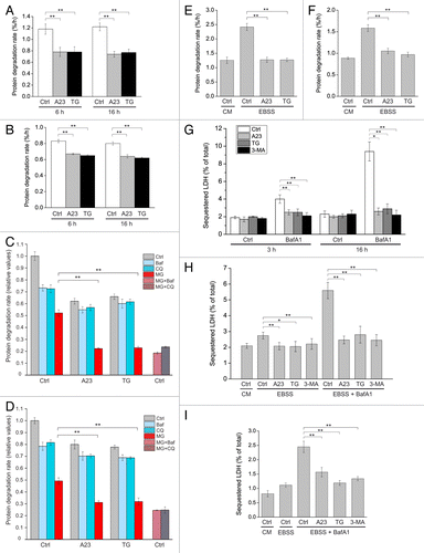 Figure 1. A23187 (A23) and thapsigargin (TG) block autophagic degradation and sequestration activity under both nutrient-rich and amino acid starvation conditions. LNCaP cells (A) or U2OS cells (B) were radiolabeled with [14C]-valine for 2 to 3 d and chased for 18 h. Subsequently, cells were incubated in complete medium containing 0.2% DMSO (vehicle control; Ctrl), A23 (2 µM) or TG (100 nM) for either 6 h or 16 h as indicated, and the degradation of long-lived proteins was determined as described in Materials and Methods. The columns represent mean degradation rates ± standard error of the mean (SEM) from 3 independent experiments. **P < 0.01 by the Student t-test. (C and D) Degradation of long-lived proteins was measured in LNCaP (C) cells during a 6 h incubation or in U2OS (D) cells during a 16 h incubation with DMSO (Ctrl, 0.1%), A23 (2 µM) or TG (100 nM) alone or in combination with DMSO (Ctrl, 0.1%), BafA1 [Baf, 100 nM in (C); 20 nM in (D)], chloroquine [(CQ, 100 µM in (C); 50 µM in (D)] or MG132 [(MG, 5 µM in (C); 1 µM in (D)] as indicated. Columns represent mean relative degradation rates ± SEM from 3 independent experiments, arbitrarily setting the mean degradation rate in the DMSO/DMSO control condition to 1. **P < 0.01 by the Student t-test. (E and F) LNCaP cells (E) or U2OS cells (F) were radiolabeled with [14C]-valine and chased as in (A). Subsequently, cells were incubated for 6 h in either complete medium (CM) containing DMSO (Ctrl, 0.2%) or in medium devoid of serum and amino acids (EBSS) in the presence of DMSO (Ctrl, 0.2%), A23 (0.75 µM) or TG (100 nM), and the degradation of long-lived proteins during this period was measured. Columns represent mean protein degradation rates ± SEM from 6 (E) or 7 (F) independent experiments. **P < 0.01 by the Student t-test. Note that a lower concentration of A23 (0.75 µM) than that used in (A–D) was sufficient to block the degradation of long-lived proteins induced by amino acid starvation. (G) LNCaP cells were incubated for 3 h or 16 h in complete medium containing DMSO (Ctrl, 0.1%), A23 (2 µM), TG (100 nM) or 3-MA (10 mM) with the additional presence of DMSO (Ctrl, 0.1%) or BafA1 (100 nM for 3 h or 20 nM for 16 h) as indicated. Subsequently, cells were harvested and the amount of sequestered lactate dehydrogenase (LDH) was measured as detailed in Materials and Methods. Mean values from 4 (3 h) or 3 (16 h) independent experiments are shown, with error bars representing SEM *P < 0.05, **P < 0.01 by the Student t-test. (H and I) LNCaP cells (H) or U2OS cells (I) were incubated for 2 h in complete medium containing DMSO (Ctrl, 0.2%) or in medium devoid of serum and amino acids (EBSS) containing DMSO (Ctrl, 0.1%), BafA1 (100 nM), A23 (0.75 µM), TG (100 nM), or 3-MA (10 mM) as indicated. Subsequently, cells were harvested and the amount of sequestered LDH was measured as detailed in Materials and Methods. Mean relative values from five independent experiments are shown, with error bars representing SEM *P < 0.05, **P < 0.01 by the Student t-test.