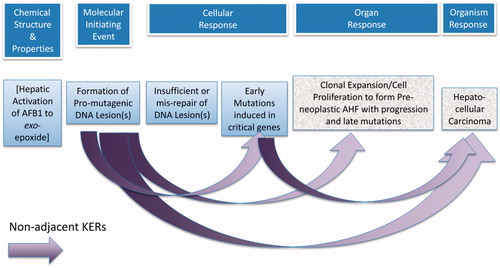 Figure 3. Non-adjacent KERs for the AOP on mutagenic MOA for HCC: formation of pro-mutagenic DNA adducts leads to HCC.