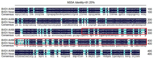 Figure 8. Analysis of the amino acid homology of the NS5A protein from BVDV strain AV69 and BVDV strain Nose.