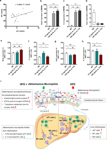 Figure 8. IL − 17 signals promoted macrophage polarization into proinflammatory M1 cells. (a) the relationship between hepatic γδT cells and M1 cells in HFD-induced NASH mice. n = 24 mice. Gene expression of Nos −1 (b), IL − 6 (c) and Arg −1 (d) in bone marrow-derived macrophages (BMDMs) after 10 or 100 ng/mL IL − 17 stimulation. Gene expression of Nos −1 (e), IL − 6 (f), Arg −1 (g) and IL − 10 (h) in Ana −1 cells after 10 or 100 ng/mL IL − 17 stimulation. Data are shown as the mean ± SEM or the median with interquartile range. p values were determined using one-way ANOVA or the Kruskal‒Wallis test. *p < 0.05, ** p < 0.01, *** p < 0.001. (i) Schematic showing the regulatory role of Akkermansia muciniphila in HFD-induced hepatic inflammation. Akkermansia muciniphila enriches intestinal tight junction proteins, SCFAs (and their receptor GPR43), and tryptophan metabolites (and their receptor AhR) and further enhances intestinal barrier function. Following the restoration of intestinal barrier function, Akkermansia muciniphila inhibits liver inflammation by downregulating gut-derived signals (TLR2) in the liver. Specifically, hepatic γδT cells activated by molecules of G+ bacteria (TLR2 ligands) were decreased in HFD mice. Moreover, Akkermansia muciniphila reduced IL − 17-promoted hepatic proinflammatory macrophages (M1 cells).