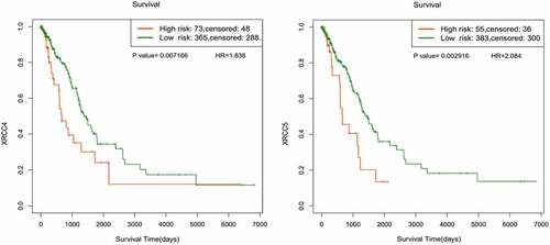 Figure7. Survival analysis of XRCC4/5/6 methylation sites associated with LUAD