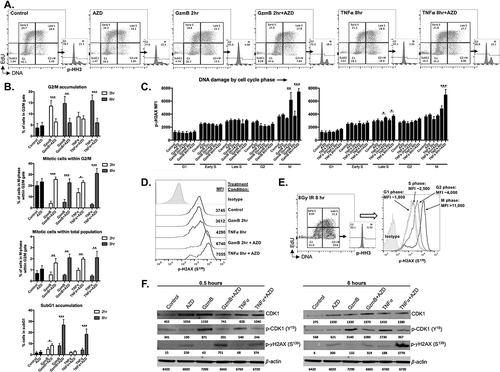 Figure 4. Early granzyme B- and late TNFα-induced cell cycle pause at G2/M is reversed in the presence of AZD1775 leading to DNA damage and subG1 accumulation.A, pMOC1 cells were treated with AZD1775 (250 nM for 24 hours) or DMSO control followed by streptolysin O (40 ng/mL)/granzyme B (1500 ng/mL) or TNFα (20 ng/mL) for 2 or 8 hours before 4 marker (DNA content, EdU, p-HH3S10 and p-γH2AXS139) flow cytometry analysis. Representative flow cytometry dot plots and p-HH3 histogram from G2/M gated cells shown.B, quantification of accumulation of cells within specific phases of the cell cycle following treatments as in A. Pooled data from three independent experiments, each performed in technical triplicate.C, quantification of p-γH2AXS139 mean fluorescence intensity (MFI) by cell cycle phase following treatments as in A. Pooled data from three independent experiments, each performed in technical triplicate.D, representative half-offset flow cytometry histograms demonstrating p-γH2AXS139 staining intensity during M-phase from selected conditions. Specific MFI for each condition listed adjacent to each histogram.E, pMOC1 cells irradiated to 8Gy were used as a positive control for cell cycle analysis. Representative dot plot shown on the left, with overlaid histogram demonstrating p-γH2AXS139 staining intensity in each phase of the cell cycle on the right.F, pMOC1 cells were treated as in A and expression and phosphorylation of select proteins was assessed via western blot analysis at the indicated time points.*, p < 0.05, **, p < 0.01; ***, p < 0.001