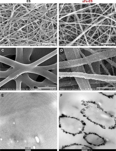 Figure 2 SEM (A–D) and TEM (E, F) images of the scaffolds: ES Control (A, C, E); αFe-ES (B, D, F).Note: The images present the morphology of the nano assemblies on the outer surface of the electrospun scaffolds.Abbreviations: αFeNP, hydrophilic hematite nanoparticle; αFe-ES, αFeNPs-assembled electrospun scaffold; ES, untreated electrospun scaffold; SEM, scanning electron microscopy; TEM, transmission electron microscopy.