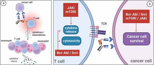 Figure 1. a. Mechanisms of cytokine release following T cell bispecific antibody treatment. On-target T cell engagement leads to their activation and initiates cytokine release. This further activates neutrophils, monocytes and T cells, which amplify the cytokine release signal. b. JAK, mTOR, and BCR-Abl/ Src-Lck inhibitors target kinase-signaling pathways involved downstream of TCR activation and interfere with T cell cytokine release and/or T cell-mediated cytotoxicity. BCR-Abl/Src-Lck, mTOR and JAK inhibitors are also pharmacologically active in various cancer indications, making them attractive combination partners for T cell engaging therapies targeting the same cancer cells. Created with Biorender.com.