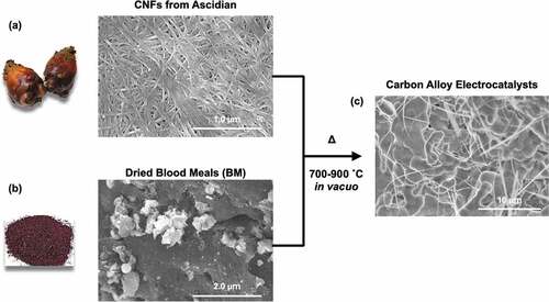 Figure 1. SEM images of the original CNFs (a) and BM (b) and the CAs (c).