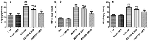 Figure 5. Effect of MFP on the hepatic inflammation markers in DEN/PB-induced HCC. (a) The levels of hepatic IL-1β, (b) TNF-α, and (c) NF-κB in different treatment groups were measured. ## Significant against Con group at P < 0.01. ** Significant against DEN/PB group at P < 0.01. & Significant against DEN/PB+HMFP group at P < 0.05. && Significant against DEN/PB+HMFP group at P < 0.01