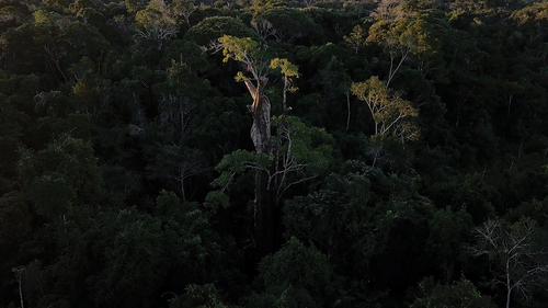 Figure 1. Tree (Citation2021). Photo credit courtesy of Ai Weiwei Studio.