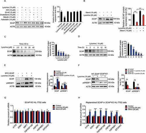 Figure 3. Lycorine decreases SCAP protein. (A) HL-7702 cells were treated with indicated compounds for 8 h, whole-cell extracts underwent WB with indicated antibodies. Statistical analysis of the expression of each protein was adjusted to ACTB (n = 3). (B) HL-7702 cells were pretreated with 10 μM sterol for 1 h, afterward, the cells were supplemented with 20 µM lycorine for 8 h, SCAP was detected by WB. Expression of each protein was adjusted to ACTB. Statistical analysis is on the right side (n = 3). (C-D) HL-7702 cells were treated with lycorine of indicated concentrations for 16 h (C), or lycorine (10 μM) with increasing time (D), whole-cell extracts underwent WB with indicated antibodies. Expression of each protein was adjusted to ACTB. Statistical analysis is on the right side (n = 3). (E) HL-7702 cells were transfected with MYC-SCAP plasmid for 24 h. The cells were incubated in medium D for 16 h and switched to medium D containing lycorine for 8 h. Then, the whole-cell extracts underwent WB with indicated antibodies (n = 3). (F) The wildtype or SCAP KO HL-7702 cells were incubated in medium D for 16 h and switched to medium D containing lycorine for 8 h, the whole-cell extracts underwent WB with indicated antibodies (n = 3). (G and H) SCAP KO HL-7702 cells (G) or SCAP KO HL-7702 cells transfected with MYC-SCAP (H) were treated with lycorine or sterol for 16 h, RNAs were extracted. The expression of ER stress-related genes was analyzed by qRT-PCR (n = 3). Error bars are represented as mean ± SEM. Statistical analysis was done with one-way ANOVA (Dunnett’s posttest). *p < 0.05, **p < 0.01, ***p < 0.001