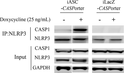 Figure 2 Co-immunoprecipitation (co-IP) of CASP 1 with NLRP3 in HEK293-iASC-NLRP3/CASP1 cells after Dox-induced ASC expression. HEK293-iASC-NLRP3/CASP1 or HEK293-iLacZ-NLRP3/CASP1 cells were seeded in six-well plates overnight and treated with Dox 25 ng/mL for 24h. Cell lysates were extracted and co-immunoprecipitation was performed using anti-NLRP3 antibody. Lysates (inputs) and immunoprecipitated proteins were analyzed by immunoblotting using CASP1, NLRP3 and GAPDH antibodies. GAPDH was used as a loading control for the inputs while iLacZ control cells (right 2 lanes) were used as the negative control for the co-immunoprecipitation experiments.