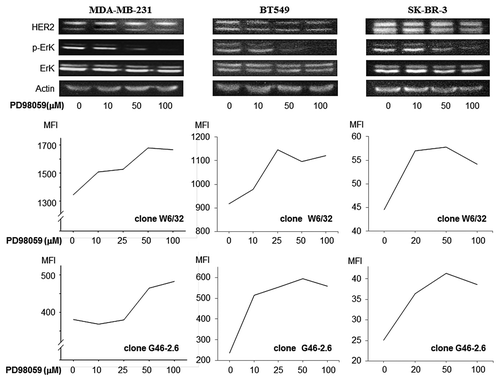 Figure 4. MAPK inhibiton upregulates MHC class I expression on breast cancer cells. MDA-MB-231, BT549 and SK-BR-3 were treated with the ERK inhibitor PD98059. Phospho-p44MAPK and phospho-p42MAPK levels were reduced in a dose-dependent manner, as assessed by immunoblotting. Conversely, MHC class I expression was increased upon exposure to PD98059 in a dose-dependent manner, as assessed by cytofluometry upon staining with two different antibodies specific for MHC class I molecules, clone W6/32 and clone G46–2.6. Non-viable (7-AAD+) cells were excluded from the analysis. Representative results from n = 4 independent experiments are shown. MFI, mean fluorescence intensity.