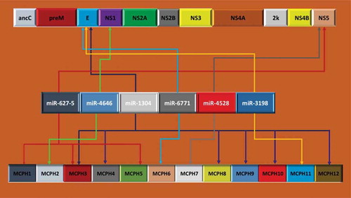 Figure 1. Locations of miRNA to ZIKV and MCPH. The upper panel illustrates the 10.79KB genomic map of ZIKV while the lower panel presents the 12 MCPH genes involved in microcephaly primary heredity (MCPH) or autosomal recessive primary microcephaly. Six miRNAs aligned perfectly at the seed sequences (shown in the middle panel) with the ZIKV and 12 MCPH genomes. Of note, miR-1304 targets six out of 12 MCPH genes.