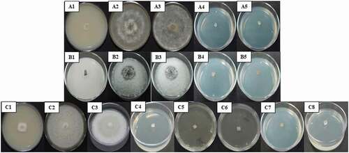 Fig. 3 Mycelial growth inhibition of Botrytis cinerea (A), Colletotrichum siamense (B), and C. nymphaeae (C) by fatty acids. Only those treatments that showed 100% inhibition are shown. A1, B1, and C1) Positive control: Thiabendazole. A2, B2, and C2) Absolute control: PDA + fungus. A3, B3, and C3) Negative control: Absolute ethanol for hexanoic and decanoic acid, water for sodium octanoate. A4 and A5) B. cinerea inhibition by decanoic acid (1000 and 2000 µM, respectively). B4 and B5) C. siamense inhibition by decanoic acid (1000 and 2000 µM, respectively). C4, C5, C6, C7 and C8) C. nymphaeae inhibition by hexanoic acid (2000 µM), sodium octanoate (1000 and 2000 µM, respectively), and decanoic acid (1000 and 2000 µM, respectively).