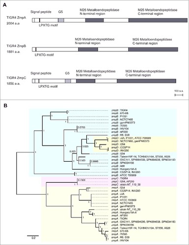 Figure 1. Phylogenetic analysis of zmp family. (A) Schematic illustration of domains in S. pneumoniae TIGR4 ZmpA, ZmpB, and ZmpC. Scale bar = 100 amino acids. (B) Codon-based Bayesian phylogenetic tree of zmpA, zmpB, zmpC, and zmpD genes. Additional information regarding these bacterial strains is presented in Table S5. Strains with identical sequences are listed on the same branch. The percentage of posterior probabilities is shown near the nodes. The scale bar indicates nucleotide substitutions per site. S. pneumoniae zmpA, zmpB, zmpC, and zmpD genes are shaded in yellow, blue, red, and green, respectively. The tree is unrooted, though presented as midpoint rooted for clarity