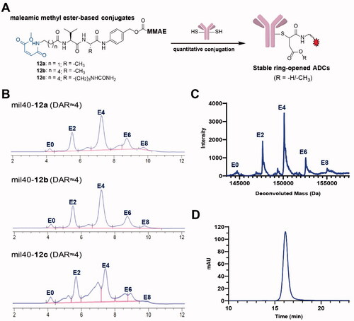 Figure 2. (A) The process of generating ADCs based on a thiol-reactive maleamic methyl ester group. (B) HIC analysis of the novel ADCs with maleamic methyl ester-based linkers. (C) UPLC-Q-TOF-MS analysis of mil40-12b. (D) Aggregation of mil40-12b that analyzed by size exclusion chromatography. DAR: drug-to-antibody ratio.