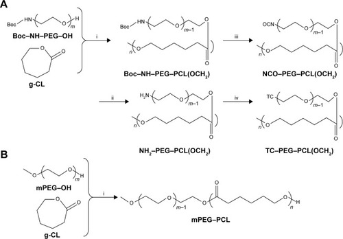 Figure 1 Synthesis process of the polymer.Notes: (A) Synthesis process diagram of TC–PECL polymer: i, under the conditions of Sn(Oct)2, methylbenzene, and CH3; ii, under the conditions of 4 M HCl; iii, under the conditions of triphosgene and pyridine; iv, under the conditions of TC and dibutyltin dilaurate. (B) Synthesis process of PECL polymer: under the conditions of Sn(Oct)2 and methylbenzene (i).Abbreviations: CL, caprolactone; mPEG, methoxy PEG; PCL, poly(ε-caprolactone); PECL, PEG–PCL; PEG, poly(ethylene glycol); TC, tetracycline.
