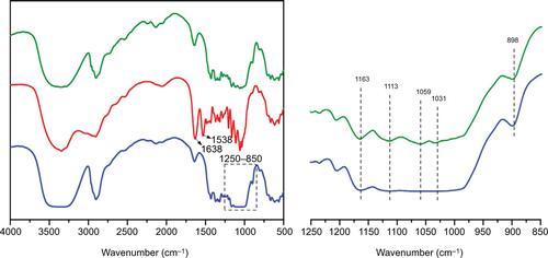 Figure S3 FT-IR of freeze-dried sample of CNCs-β-CD showing peak expansion of key peaks.Note: Green line: unmodified CNCs, red line: CNCs-poly(APMA), blue line: CNCs-β-CD.Abbreviations: CNCs, cellulose nanocrystals; CNCs-β-CD, CNCs grafted with β-cyclodextrin; FT-IR, Fourier transform infrared spectroscopy.