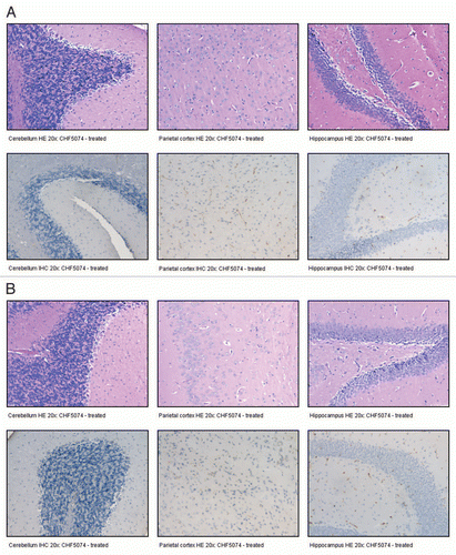 Figure 7 Histopathology and immunohistochemistry images of two intraperitoneally-infected mice (A: animal H12; B: animal H13) treated with CHF5074 which did not develop neurological signs and survived.