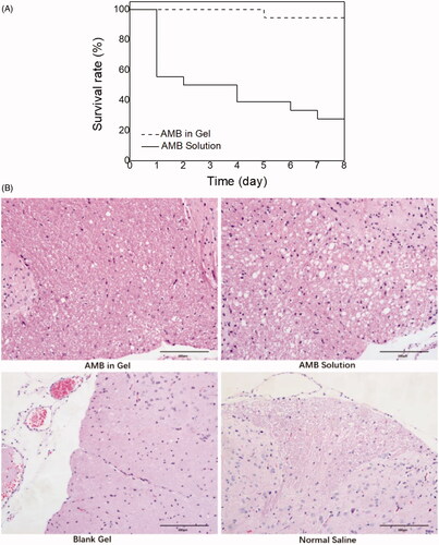 Figure 4. Toxicology study in rats. (A) The survival rate of intrathecal injection of AMB in gel and AMB solution in rats. (p < .05; n = 18) (B) H & E staining of the spinal cord on the 7th day after intrathecal injection of AMB in gel, AMB solution, blank gel, and Normal Saline.