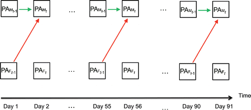 Figure 11. Conceptual representation of the VAR model for positive affect (PA) of the male and the female. In the VAR model the dynamics are not allowed to change over time.