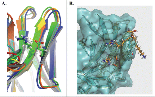 Figure 5. Homology modeling of the VH6 CDRH2. Rosetta Antibody was used to homology model 3 representative clones from the VH6 family (A). Alignment of the structures highlights a common constrained β sheet structure stabilized by hydrogen bond interactions between Arg50 and Asp58. Comparing this structure against that of clone VH6.H2.2 (B), we observe the CDRH2 of the VH6 family clone (orange) protrudes farther than that of the mutant (blue).