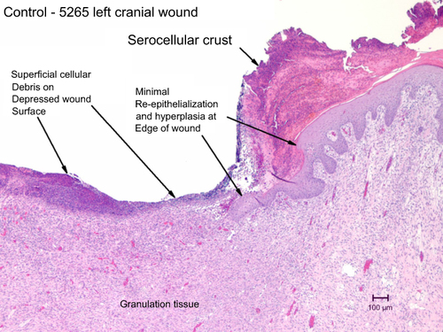 Figure 3 Control 5265 left cranial wound.
