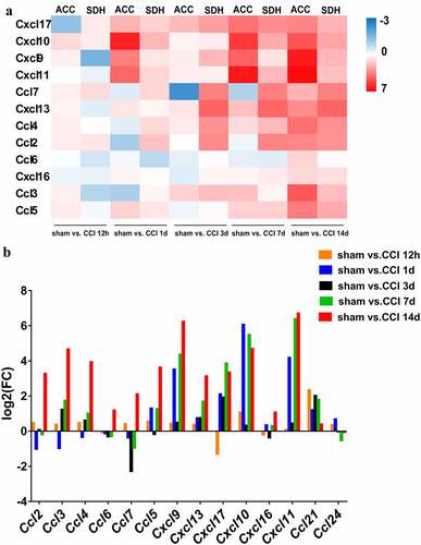 Figure 8. Similar expressional changes of chemokines in the ACC and spinal cord. (a). Heatmap showing the expression patterns of genes. Down- and up-regulated genes are presented according to the color bars (blue to red). (b). Bar chart showing the dynamic expression series of genes in the ACC.