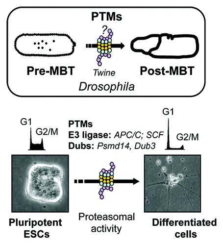 Figure 1. Schematic representation of developmental transitions mediated by protein post-translational modifications (PTMs). In Drosophila, PTMS are implicated in pre- to post-midblastula transition (MBT). The enzyme(s) responsible for Drosophila Cdc25 (twine) downregulation at MBT are unknown (question mark). In mouse embryonic stem cells (ESCs) PMTs change Cdc25A stability through Dub3 downregulation upon differentiation. Graphs represent cell cycle profiles.
