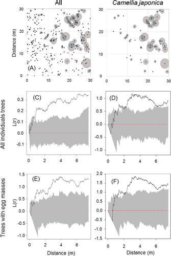 Figure 4. Spatial distribution of individual trees of all species (A) and that of Camellia japonica (B), and results of respective spatial analyses using the L-function (C‒F).