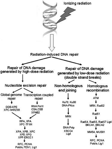 Figure 1.  Radiation exposure at low doses mostly results in DNA double strand breaks (DSBs), which are repaired through homologous recombination and non-homologous end joining. The last pathway is the major mechanism of the repair of DNA DSBs in humans and other mammals.