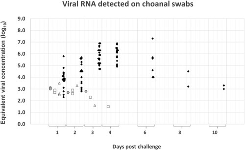 Figure 3. Summary of the quantitative PCR results obtained from choanal swabs during the 10-d monitoring period after challenge. The Cp-values recorded in the assay were converted to equivalent viral concentration using a standard graph constructed from 10-fold dilutions of the challenge material. Results from the Zoetis RG-H5N1 group are represented by grey circles, the Benchmark-H5N8 group by white squares, the Benchmark-H5N1 group by white triangles and those of the placebo group by black diamonds.