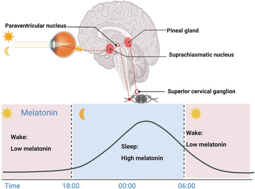 Figure 1. Melatonin levels fluctuate across the 24-h light-dark cycle [Citation41,Citation46,Citation47]. Melatonin synthesis and release occur in dim light and are inhibited by daytime light. In the eyes, environmental light reaches intrinsic photosensitive retinal ganglion cells (ipRGCs) and is then transmitted to the SCN via the retinal hypothalamic tract. SCN signals are conveyed to the medial forebrain bundle by descending hypothalamic projections and then project to the spinal cord and superior cervical ganglia. Afterward, the sympathetic nerve from the superior cervical ganglion stimulates the pineal gland to secrete melatonin, thus entraining circadian rhythms to environmental light. Figure 1 was created with BioRender (https://biorender.com).