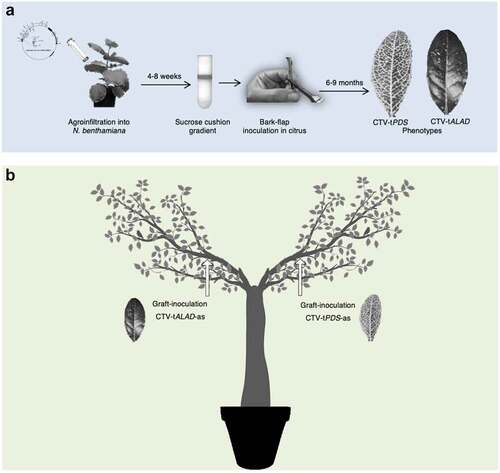 Figure 2. Experimental procedures used in the study. (a) Process of CTV-based infectious clone propagation in N. benthamiana and inoculation into C. macrophylla. (b) Y-shaped trees received CTV-tPDS-as and CTV-tALAD-as budwood grafts into separate branches.