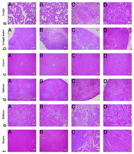 Figure 5. Histopathology of the tissues from the immunized animals and the control animals. Tissue sections were stained with hematoxylin and eosin for pathological examination after infection with Y. pestis. (A) Tissue sections from the animals immunized with the EV and then infected with virulent Y. pestis strain 141. (B) Tissue sections from the animal immunized with the Y. pestis 201 and then infected with virulent Y. pestis strain 141. (C) Tissue sections from one dead animal of the Y. pestis 201 group after challenge with virulent Y. pestis strain 141. (D) Tissue sections from the control animals after infection with virulent Y. pestis strain 141.