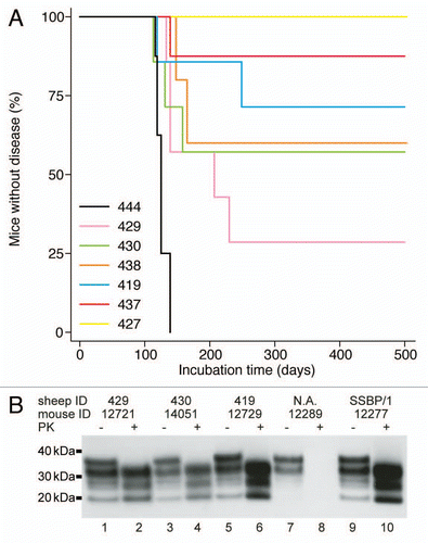 Figure 1 (A) Kaplan-Meier plots indicating incubation times in Tg(OvPrP) mice after i.c. inoculation with concentrated saliva samples collected from sheep (ID numbers indicated) once they developed scrapie in 171–250 d after i.c. infection with scrapie prions. Six of seven saliva samples transmitted prion disease to Tg(OvPrP) mice. (B) Protein gel blots of brain homogenates of Tg(OvPrP) mice after i.c. inoculation with either saliva samples collected from scrapie sick sheep (ID numbers indicated; lanes 1–6) or with SSBP/1 scrapie brain homogenate (lanes 9 and 10). Brain homogenates of uninoculated Tg(OvPrP) mice are shown as controls (lanes 7 and 8). Samples were undigested (−) or digested with proteinase K (+). Molecular masses of protein standards are shown in kilodaltons (kDa).
