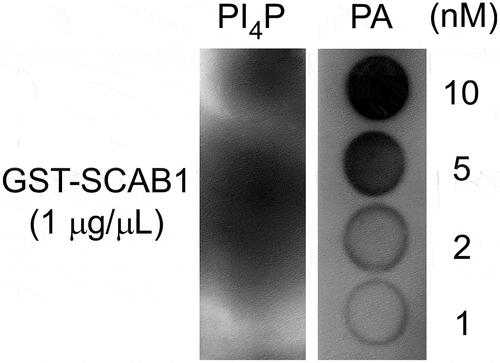 Figure 1. PA binds to SCAB1. A, SCAB1 binds to PA in a protein-lipid overlay assay. Hydrophobic membranes spotted with different concentrations (1, 2, 5, and 10 nM) of PA or PI4P (control) were incubated with 1 μg/mL purified SCAB1 and immunoblotted with anti-GST antibodies. PA was dissolved in methanol.