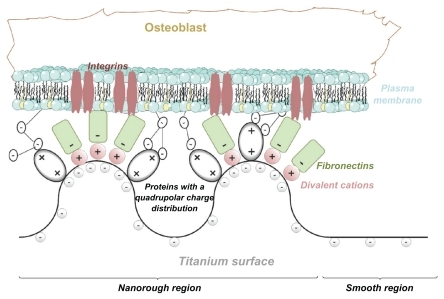 Figure 7 The protein mediated adhesion of an osteoblast to the nanorough region of a titanium surface is facilitated due to the increased surface charge density and electric field strength at highly curved convex edges and spicules.