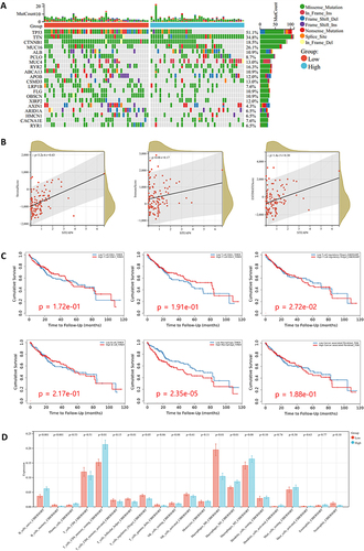 Figure 5 (A) The significantly somatic mutated genes in the STEAP4 low and high groups. (B) The relationship between STEAP4 expression and immune score, stromal score, and ESTIMATE score (C) Survival analysis of CD4, CD8, Treg, B cell, macrophage, and cancer-associated fibroblast. (D) Correlation between STEAP4 and 21 kinds of tumor microenvironment infiltrating immune cells analyzed using CIBERSORT.