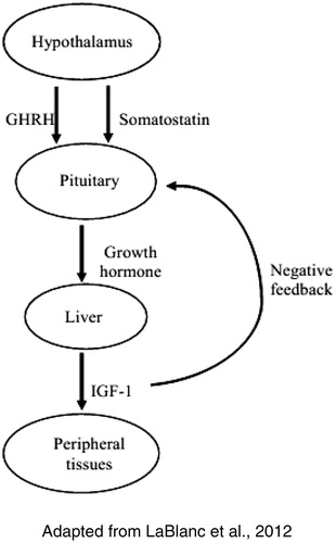 Figure 7. The somatotropic axis.