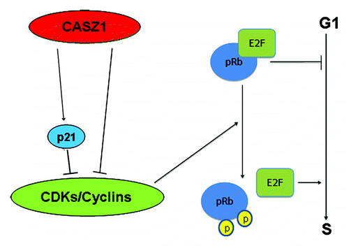 Figure 7. Model of CASZ1 function in cell cycle regulation. Restoration of CASZ1 in NB cells results in upregulation of p21 a Cdk2/4 inhibitor and downregulation of cyclins such as Cyclin D1 and Cdk2/6. Thus CASZ1 inhibits Cdk enzyme activity, resulting in hypo-phosphorylation of pRb that binds E2F, thus decreasing E2F-mediated transcription and restoring the G1–S checkpoint and inhibition of cell cycle progression.