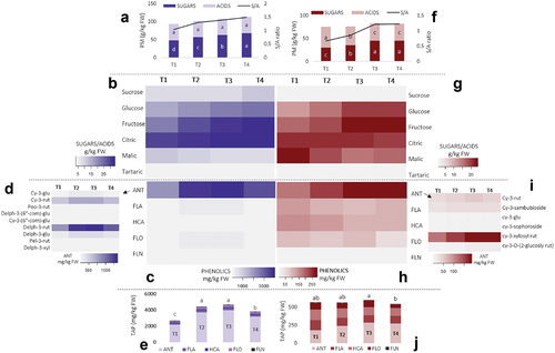 Figure 1. Content of primary metabolites (PM) and sugar/acids ratio (S/A) in black currant fruit (A) and red currant fruit (F), heatmaps of individual primary metabolites in black currant fruit (B) and red currant fruit (G), heatmaps of main phenolic groups analyzed in black currant fruit (C) and red currant fruit (H) with exposing individual representatives of anthocyanins (ANT) for black currant fruit (D) and red currant fruit (I) and content of total analyzed phenolics (TAP) for black currant fruit (E) and red currant fruit (J). Different coloring in heatmaps indicates a different content of phenolic compounds – a lower color intensity determines a lower content of a certain primary metabolites (g kg−1 FW), phenolic compound (mg kg−1 FW) or the phenolic group (mg kg−1 FW). Abbreviations: FLA – flavanols, HCA – hydroxycinnamic acids, FLO – flavonols, FLN – flavanones, cy-3-glu: cyanidin-3-glucoside, cy-3-rut: cyanidin-3-rutinoside, peo-3-rut: peonidin-3-rutinoside, delph-3-(6ʺ-com)-glu: delphinidin-3-(6ʺ-coumaroyl)-glucoside, cy-3-(6ʺ-com)-glu: cyanidin-3-(6ʺ-comaroyl)-glucoside, delph-3-rut: delphinidin-3-rutinoside, delph-3-glu: delphinidin-3-glucoside, pel-3-rut: pelargonidin-3-rutinoside, delph-3-xyl: delphinidin-3-xyloside; cy-3-sambubioside: cyanidin-3-sambubioside, cy-3-sophoroside: cyanidin-3-sophoroside, cy-3-xylosyl rut: cyanidin-3-xylosyl rutinoside, cy-3-O-(2-glucosyl rut): cyanidin-3-O-(2-glycosyl rutinoside); T1 – T4 denote sampling dates during fruit ripening; letters a-d indicate a significant difference between sampling dates obtained by Duncan’s test at the .05 level of significance.