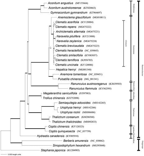 Figure 1. Bayesian phylogram of Clematis as well as Ranunculaceae species inferred from the complete plastome sequences. Branches with 100% PP value and 100 parsimony bootstrap value are shown in bold lines.