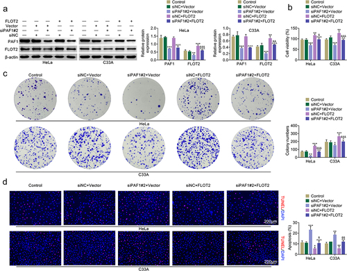 Figure 2. Suppression of PAF1 weakened CC cell proliferation and strengthened cell apoptosis through modulating FLOT2. Groups were separated into the control, siNc+vector, siPaf1#2+vector, siNC+FLOT2 and siPAF1#2+FLOT2 group. (a) the protein expression of PAF1 and FLOT2 were measured in HeLa and C33A cells through western blot. (b-c) the cell proliferation was verified in HeLa and C33A cells through CCK-8 and colony formation assays. (d) the cell apoptosis was identified in HeLa and C33A cells through TUNEL assay. *p < 0.05, **p < 0.01, ***p < 0.001 vs the siNc+vector group; ^p < 0.05, ^^p < 0.01, ^^^p < 0.001 vs the siPaf1#2+vector group; &p < .05, &&p < .01, &&&p < .001 vs the siNC+FLOT2 group.