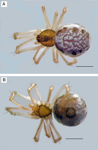 Figure 2. Habitus views of female Coleosoma octomaculatum. A, dorsal; B, ventral. Scale bars = 0.5 mm.