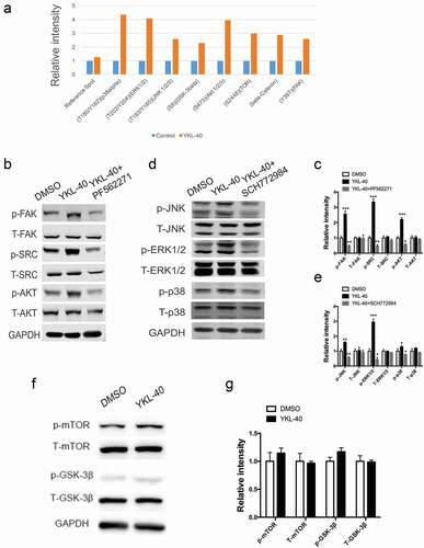 Figure 5. YKL-40 activates FAK/Src/Akt and MAPK pathways in BSMC.