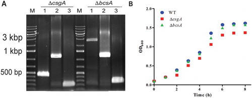 Figure 1. Construction and characterization of ΔcsgA and ΔbcsA mutants. (A) Mutant validation. M, DNA Ladder; 1, Fragments amplified from WT strain; 2, cat gene insertion; 3, Excision of cat gene. (B) Growth curves of WT, ΔcsgA, and ΔbcsA mutants.